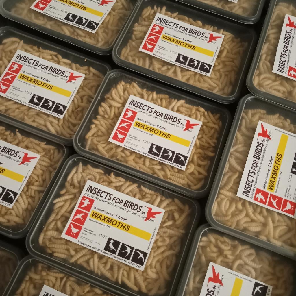 diepvries insecten !!!!, Dieren en Toebehoren, Vogels | Overige Vogels, Wildzangvogel, Mannelijk