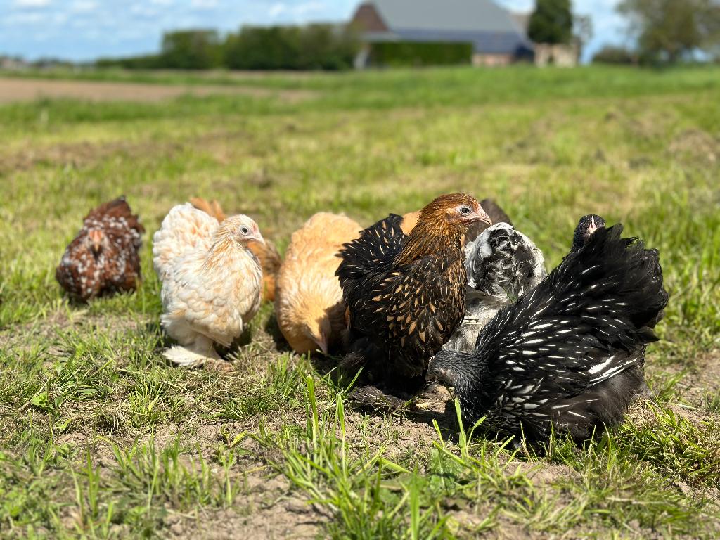 Cochin kriel kippen verschillende kleuren, gesekst + ingeënt, Dieren en Toebehoren, Pluimvee, Vrouwelijk, Kip