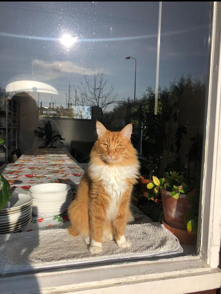 VERMIST: Henk - Noorse Boskat - Rhoon, Kater