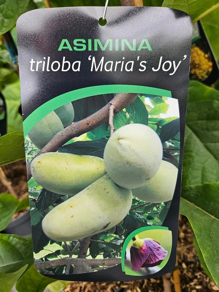 Asimina triloba ' Maria's Joy ' / pawpaw / eetbare vruchten, Lente, 250 tot 400 cm, Ophalen, Volle zon