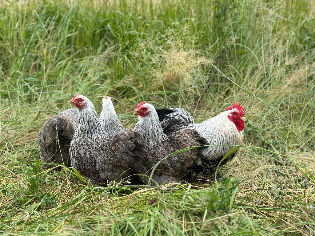 Jonge tamme Cochin kriel zilver patrijs gesekst en ingeënt