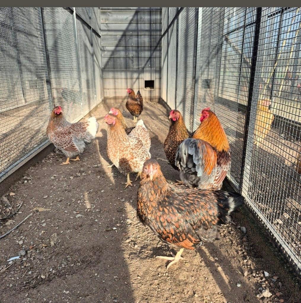 Wyandotte kriel henen gesekst kuikens, Geslacht onbekend, Kip