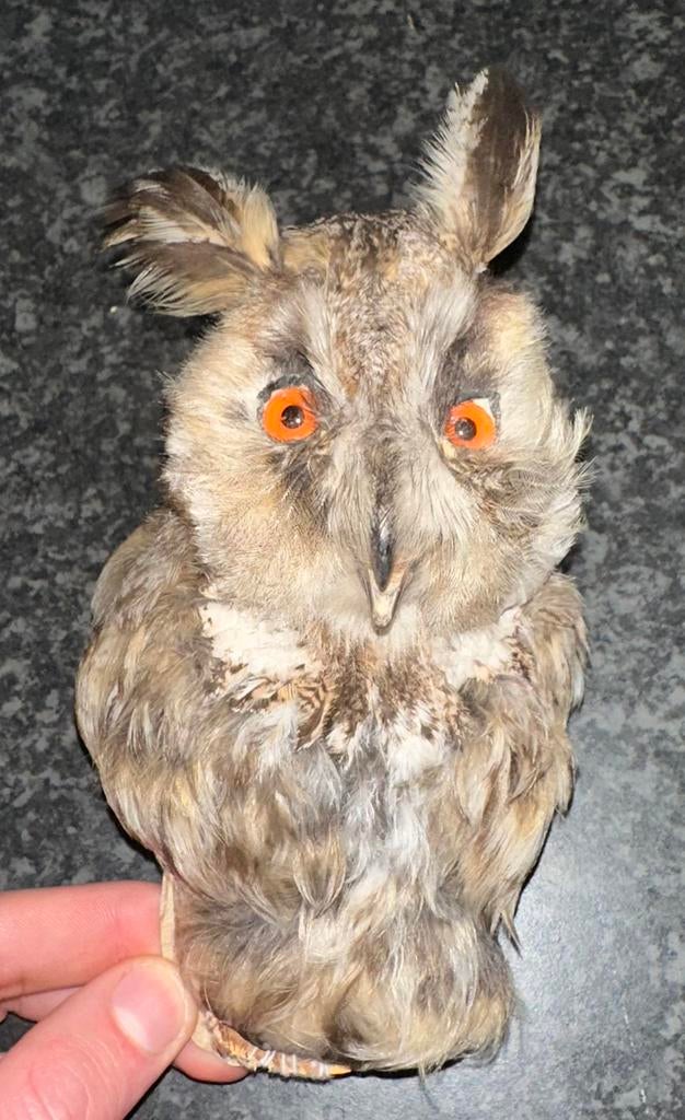 Ransuil taxidermie opgezet dier, Verzamelen, Dierenverzamelingen, Ophalen of Verzenden, Zo goed als nieuw, Wild dier, Opgezet dier