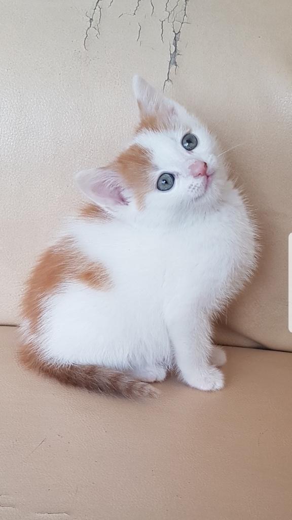 Kittens op leeftijd mogen weg!, Geslacht onbekend, 0 tot 2 jaar