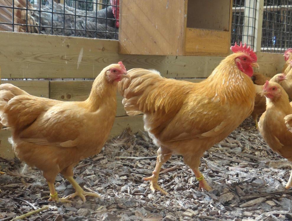 Plymouth rock krielen | Krielkippen | Jonge kippen, Dieren en Toebehoren, Meerdere dieren, Kip