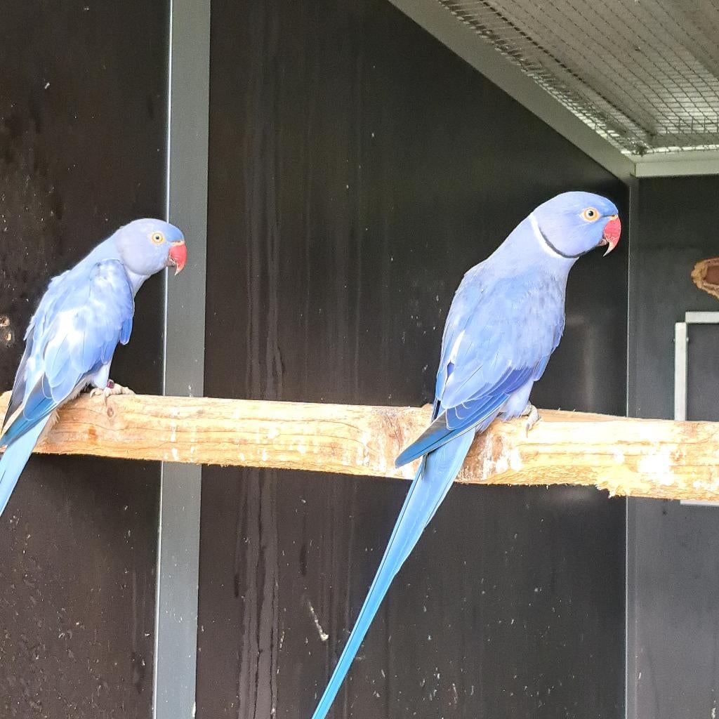 halsbandparkieten violet/opaline/wkwst x violet opaline/wkws, Dieren en Toebehoren, Vogels | Parkieten en Papegaaien, Meerdere dieren