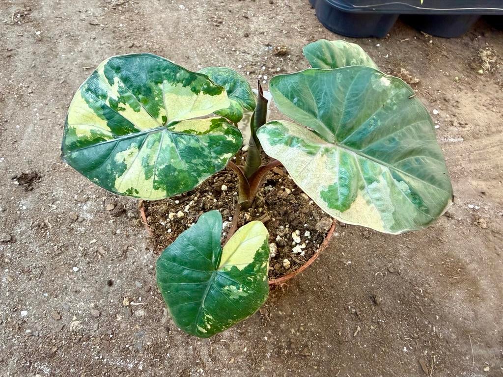 Alocasia Yucatan Princess p12, Overige soorten, In pot, Minder dan 100 cm, Groene kamerplant