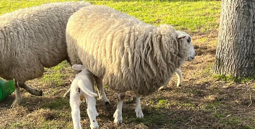 Te koop: ooi met ramlam, Dieren en Toebehoren, Vrouwelijk, Schaap, 0 tot 2 jaar