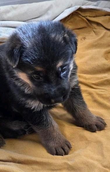 Duitse Herderpups. Met stamboom. Puppypakket., Dieren en Toebehoren, Honden | Herdershonden en Veedrijvers, Parvo, 8 tot 15 weken