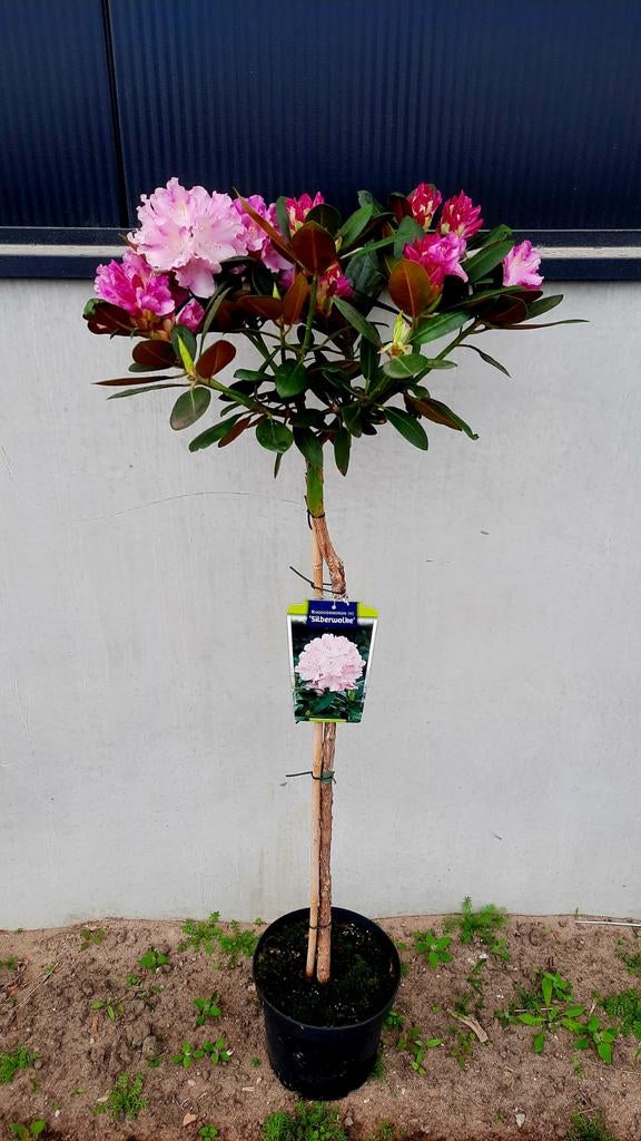 Rhododendron 'Silberwolke' ️🌺❗️1m stam ️❗️, Tuin en Terras, Planten | Bomen, Halfschaduw, Lente, Ophalen