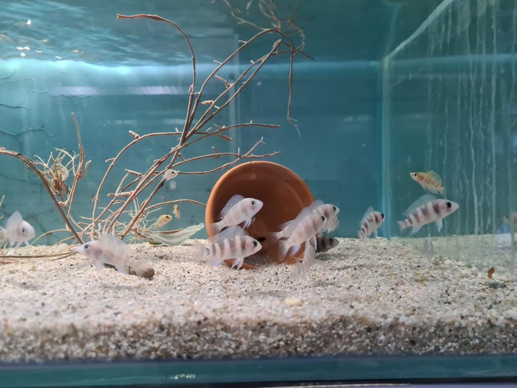 Frontosa Burundi Tanganyika Cichliden, Dieren en Toebehoren, Vissen | Aquariumvissen, Vis, Zoetwatervis