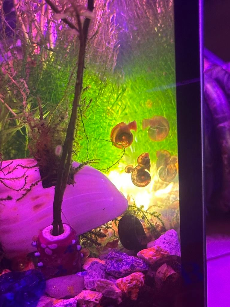 🐌 Slak (Posthoorn/ramshoorn)0,50, Ophalen, Nieuw