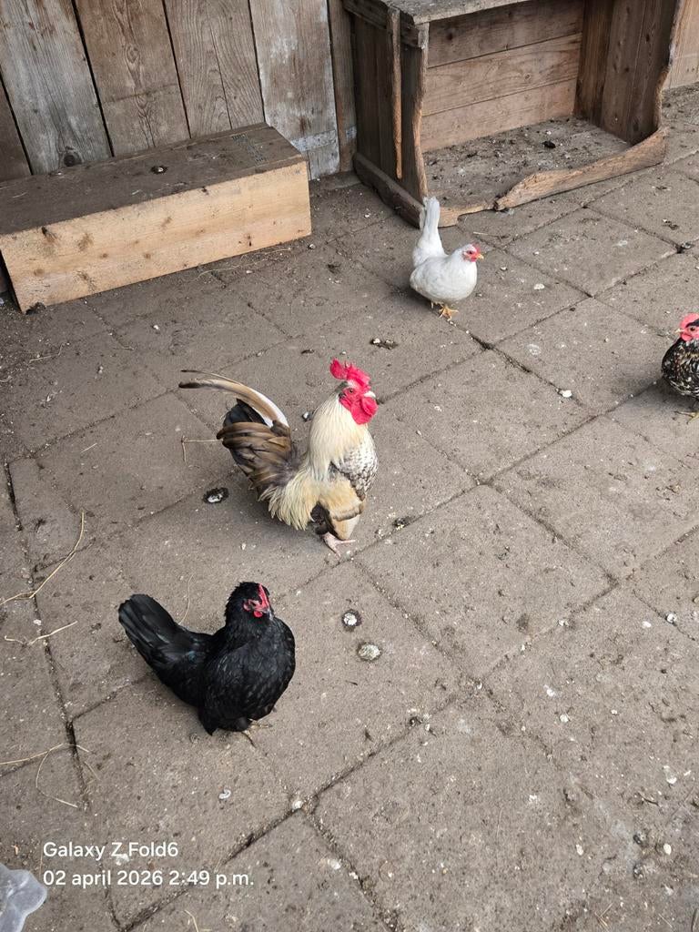 Serama's, Dieren en Toebehoren, Pluimvee, Meerdere dieren, Kip