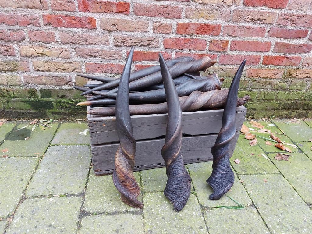 Diverse Afrikaanse hoorns taxidermy opgezette jacht schedel, Ophalen, Wild dier, Gewei of Kop