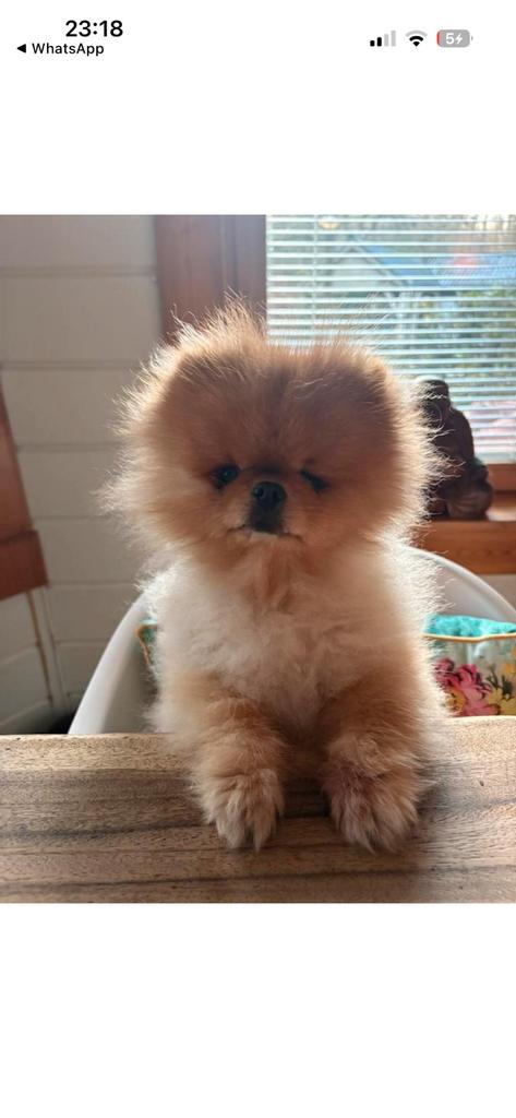 Honden pension voor kleine honden.