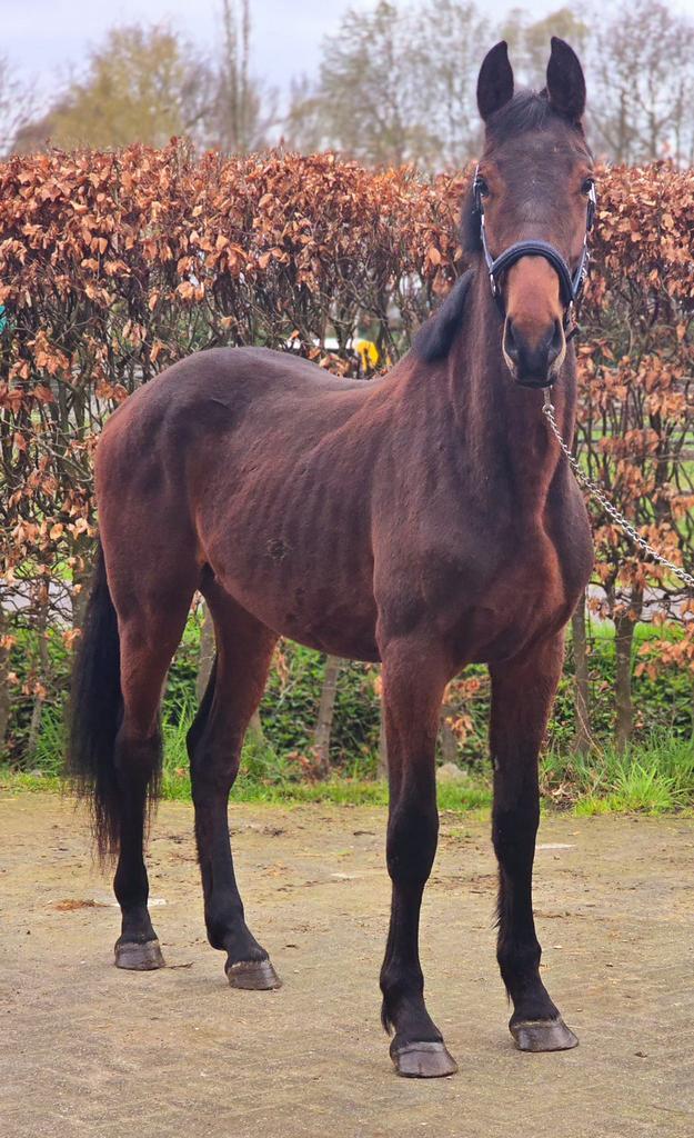 v. Bamako de Muze x Donckervoort x Heartbreaker, Dieren en Toebehoren, Springpaard, 0 tot 2 jaar, Hengst, Onbeleerd