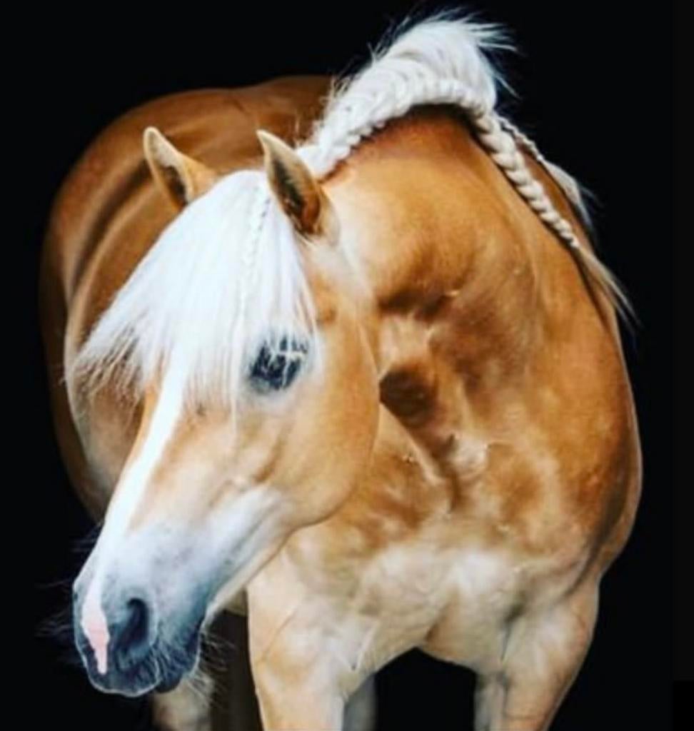 Allround Verzorgster gezocht!, Dieren en Toebehoren, Paarden en Pony's | Overige Paardenspullen, Ophalen, Dressuur