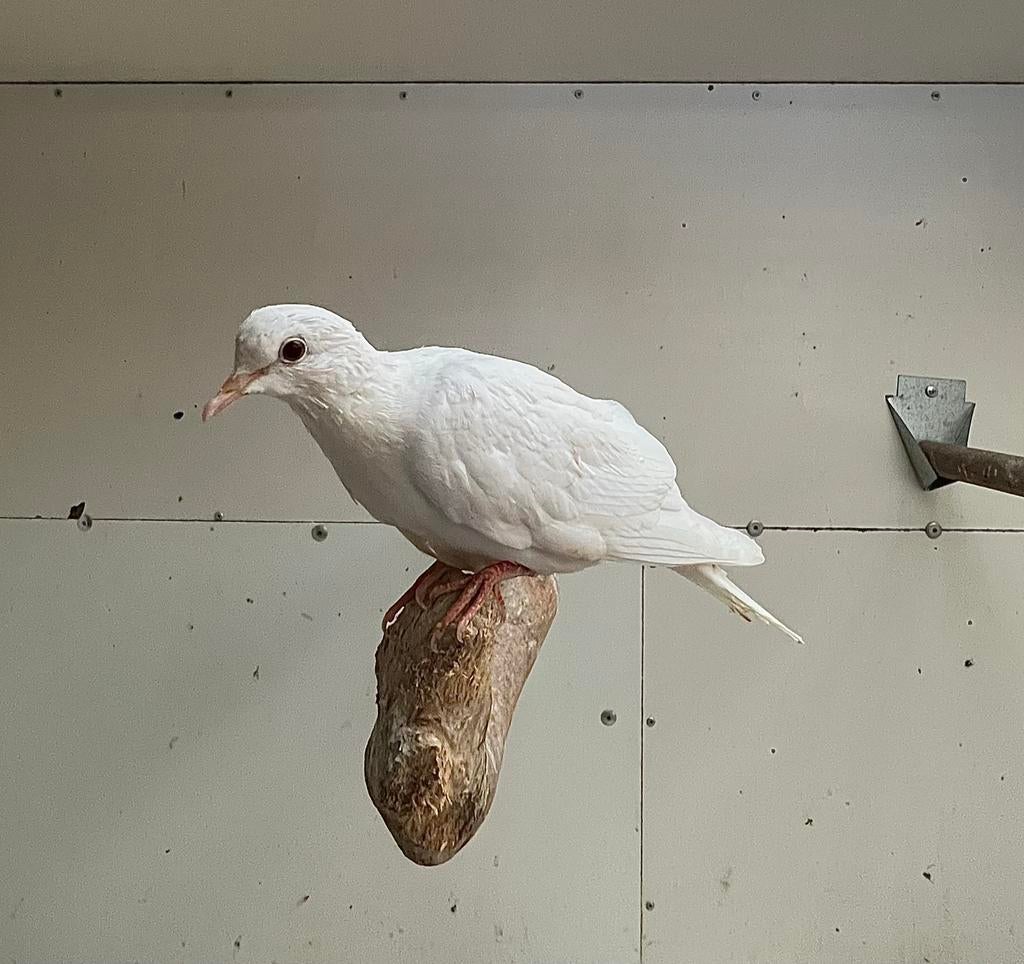 Tekoop mooie strakke tortelduif/koersuif duivin, Vrouwelijk, Postduif