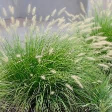 Pennisetum ‘’little bunny’’ – lampenpoetsersgras – siergras, Tuin en Terras, Planten | Tuinplanten, Ophalen, Vaste plant, Siergrassen