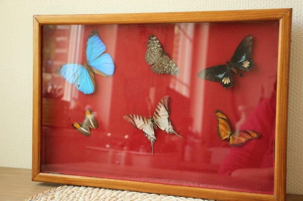 Taxidermie opgezette vlinders, Ophalen of Verzenden, Zo goed als nieuw, Insect, Opgezet dier