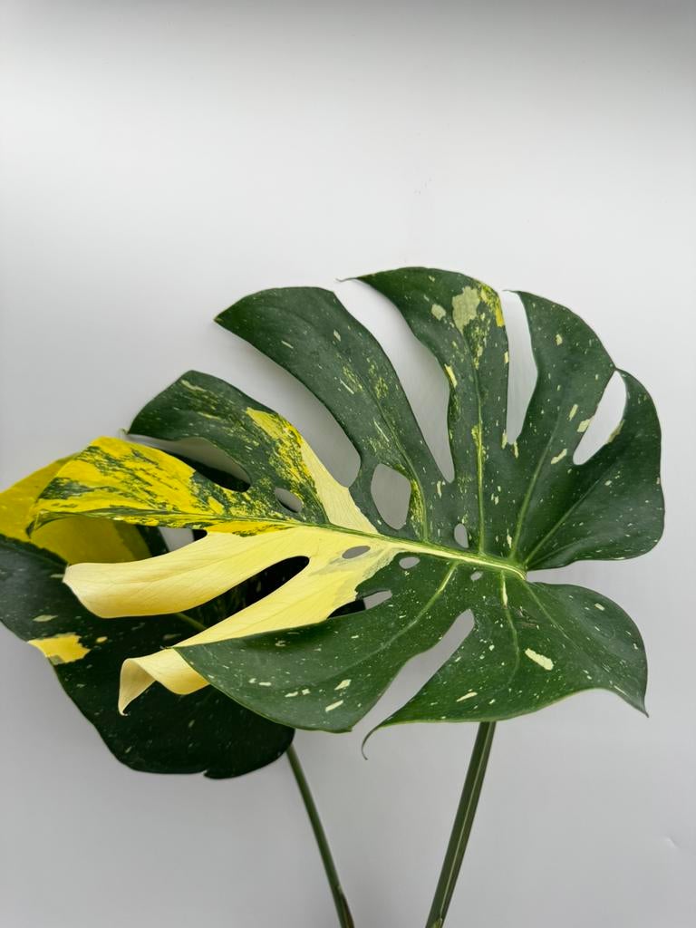 Monstera Thai Constellation Miracle Tricolor Variegata, Huis en Inrichting, Kamerplanten, Ophalen of Verzenden, Halfschaduw, Minder dan 100 cm