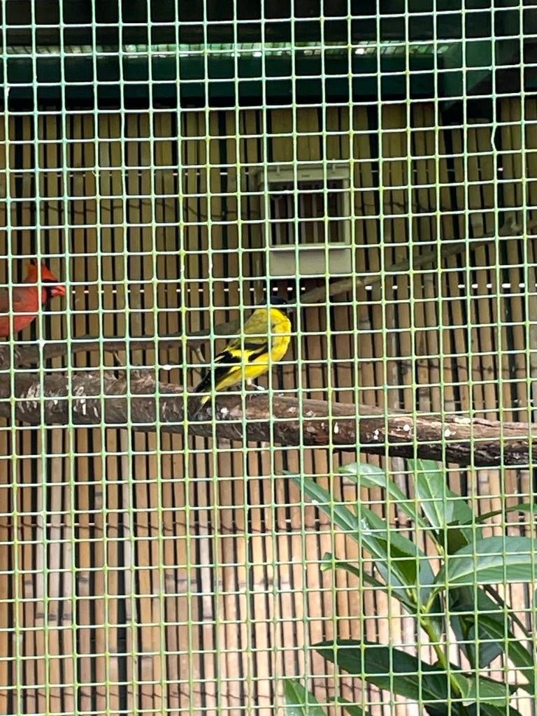 Zwartkopzijs man, Mannelijk