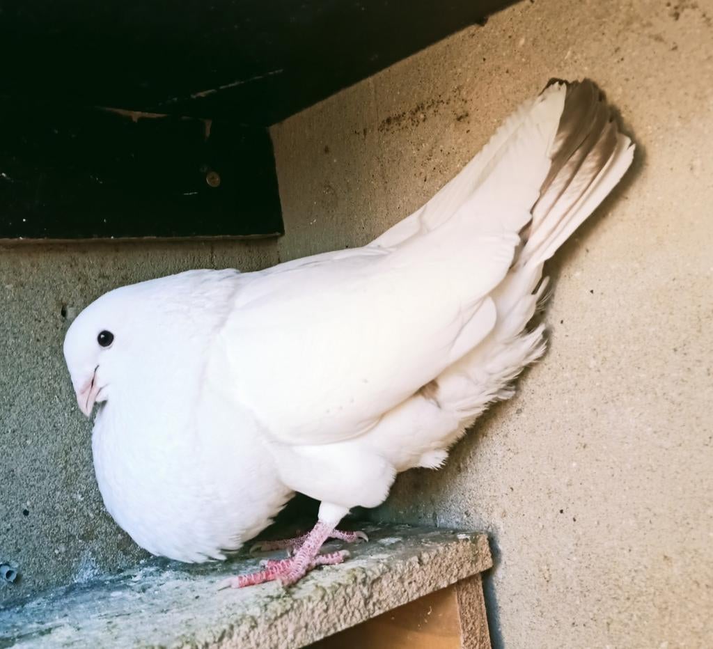 Mooie doffer, Mannelijk, Kropper