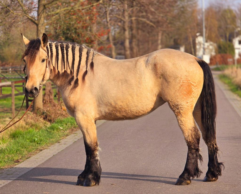 Havanna pools koudbloed, Merrie, 160 tot 165 cm, Dressuurpaard, 3 tot 6 jaar