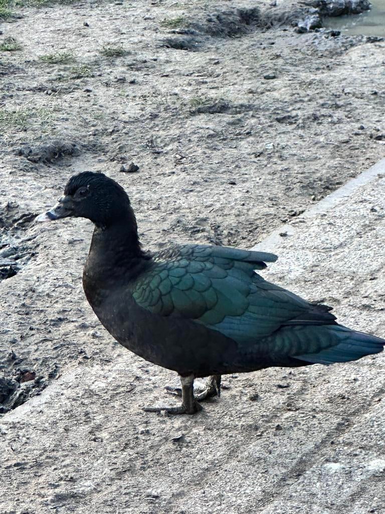 Muskus eenden, Dieren en Toebehoren, Vrouwelijk, Eend