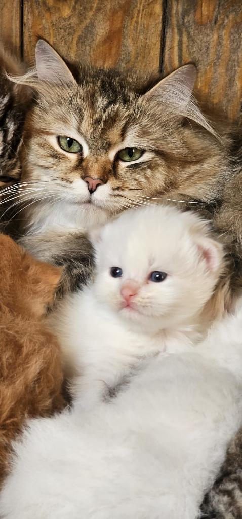 Siberische & Neva Masquerade-kittens met stamboom, Meerdere dieren, Met stamboom, 0 tot 2 jaar