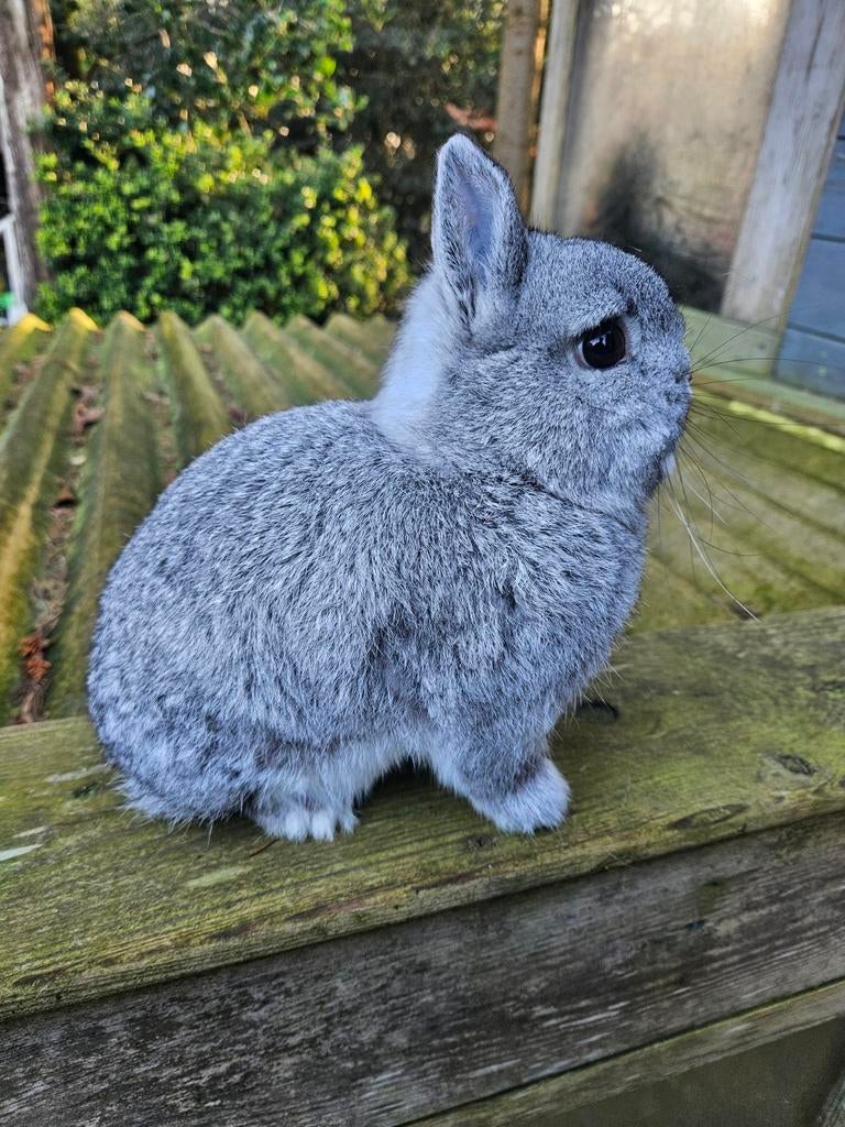 Kleurdwerg chinchilla, Dieren en Toebehoren, Konijnen, Mannelijk, Dwerg