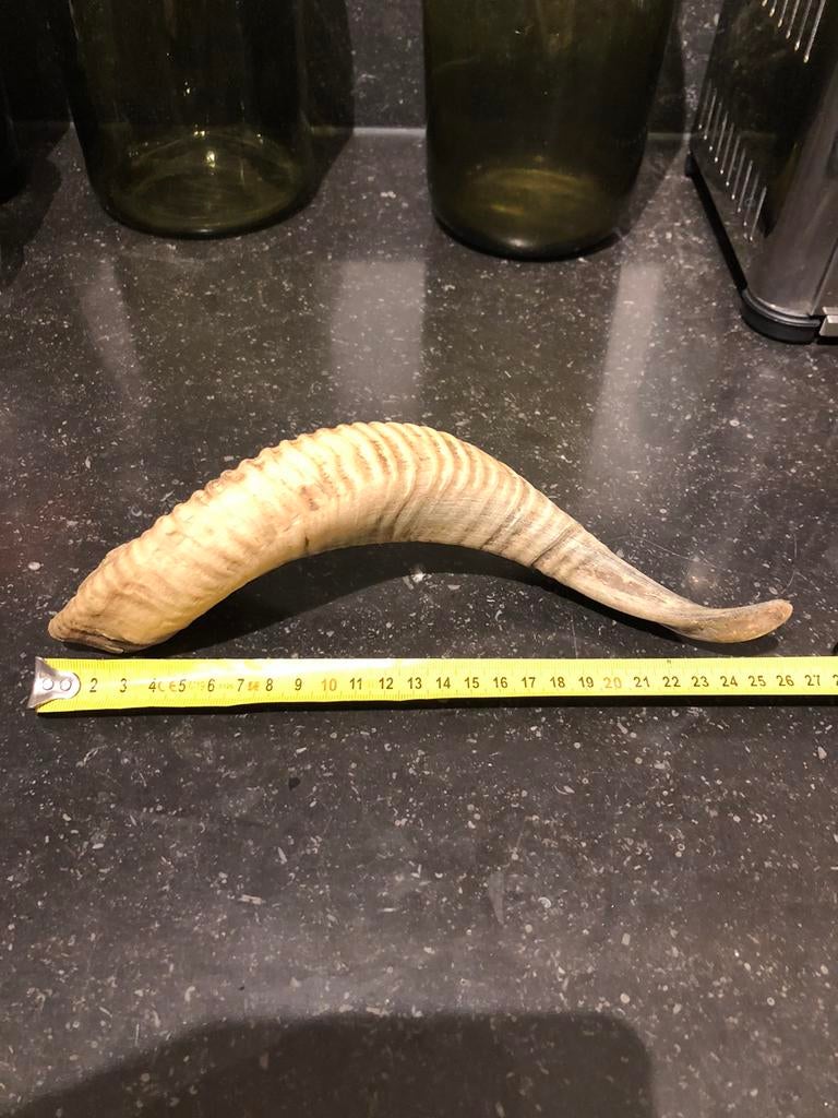 Grote ram hoorn, Verzenden, Zo goed als nieuw, Beeldje of Figuurtje