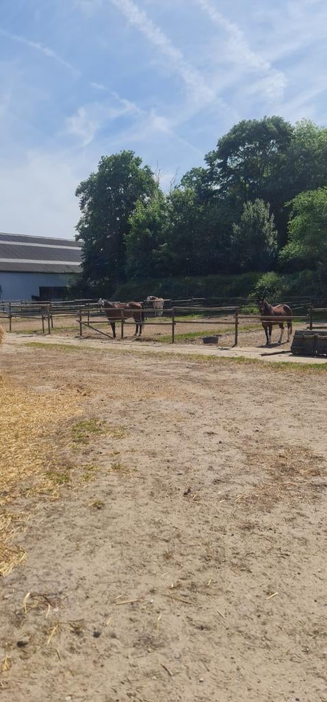 Pensionstalling, Dieren en Toebehoren, Weidegang