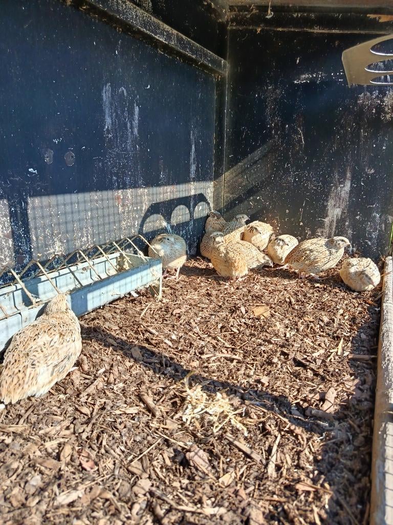 Kwartels te koop, Dieren en Toebehoren, Vrouwelijk