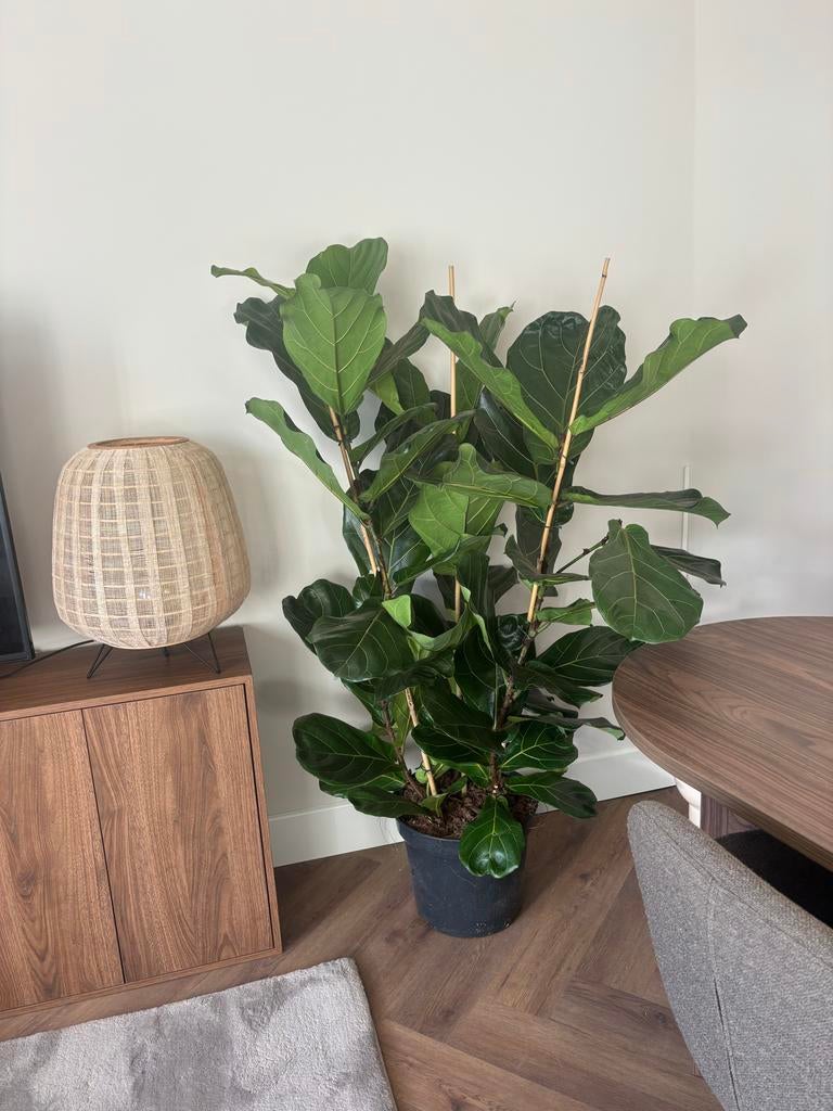 Grote Ficus Lyrata (vioolbladplant) - ca. 150cm hoog, Ficus, 100 tot 150 cm, In pot, Groene kamerplant
