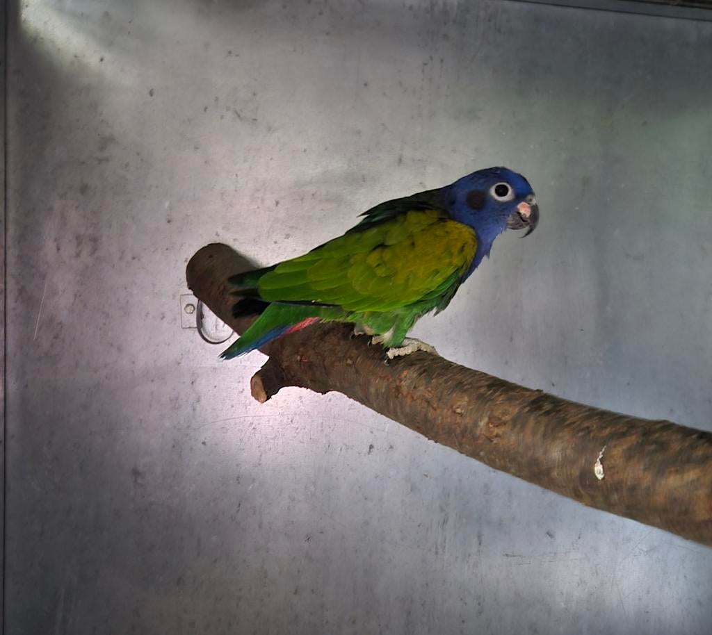 Bewezen pionus menstruus man
Van 2019, Mannelijk, Parkiet