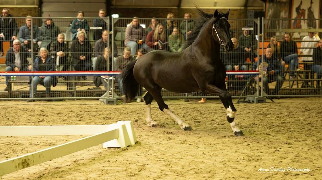 Barock pinto hengst, Dieren en Toebehoren, Paarden, Hengst, 3 tot 6 jaar, Met stamboom, Gechipt, Ontwormd