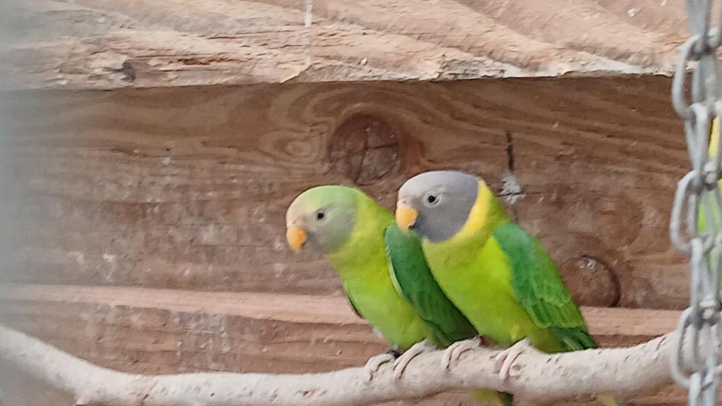 Pruimkop  parkieten, Dieren en Toebehoren, Vogels | Parkieten en Papegaaien, Meerdere dieren, Parkiet