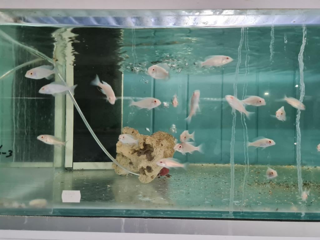 Albino Dolfijn Malawi Cichliden, Cyrtocara Moorii Albino, Vis, Zoetwatervis