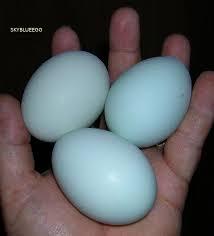 Araucana hennen kriel, Dieren en Toebehoren, Pluimvee, Vrouwelijk, Kip