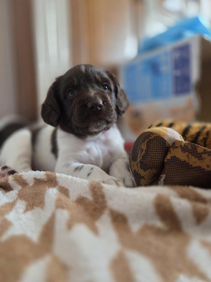 3 lieve, ondeugende heidewachtel pups Pebbles reserveerd, Overige rassen, 8 tot 15 weken, Teef, Meerdere