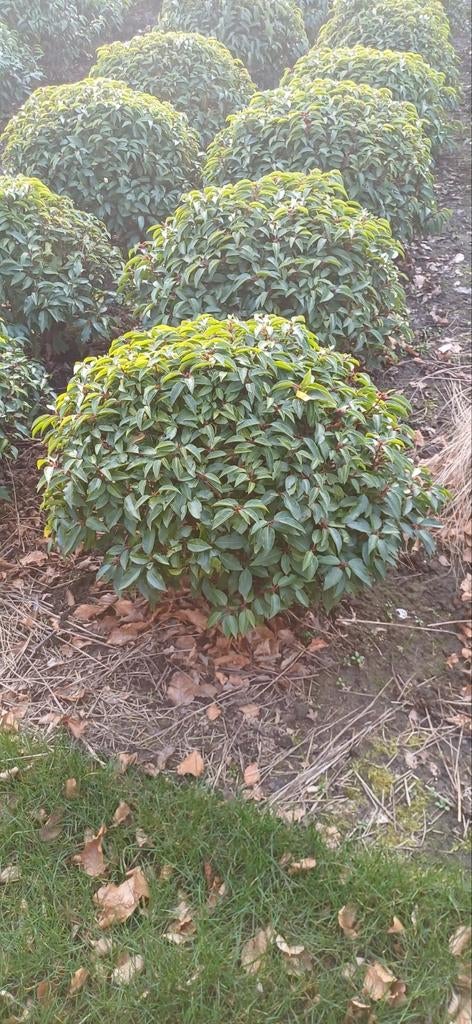 Portugese laurier bollen diverse maten, Ophalen, Laurier, Struik, Minder dan 100 cm