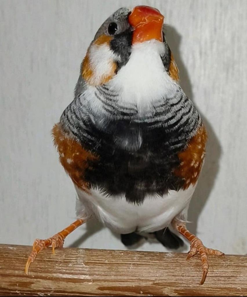 2x prachtige blackface bont (split charcoal) te koop!