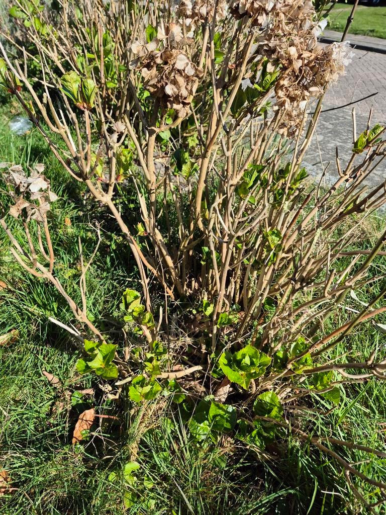 3 hortensia's gratis afhalen, zelf uitgraven, vandaag graag, Tuin en Terras, Planten | Tuinplanten, Ophalen, Overige soorten, Halfschaduw