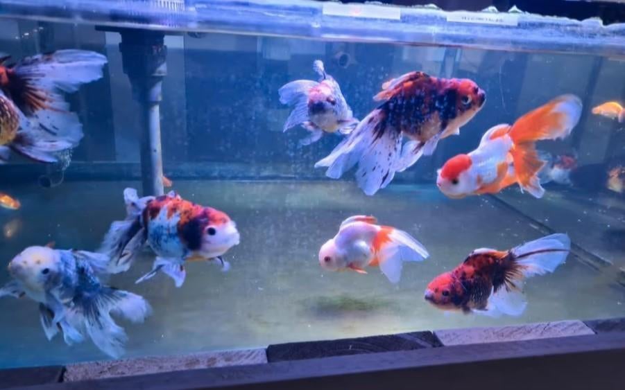 Handpick Oranda Goudvis leeuwenkop Ca + 17 cm / Koidreams