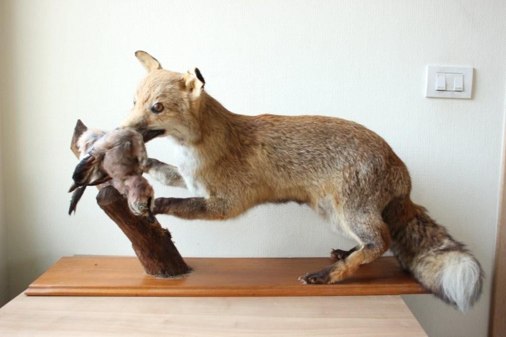 Taxidermie opgezette vos, Verzamelen, Dierenverzamelingen, Ophalen, Wild dier, Opgezet dier