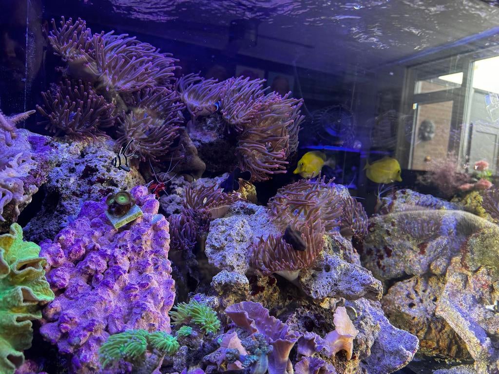 Anemonen zeeaquarium bubbletip anemoon, Dieren en Toebehoren