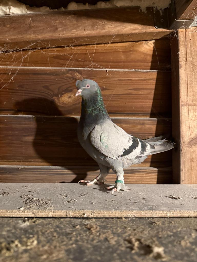 DUIF KWIJT rondom Karel doormanstraat Rijssen, Dieren en Toebehoren, Vrouwelijk, Kropper