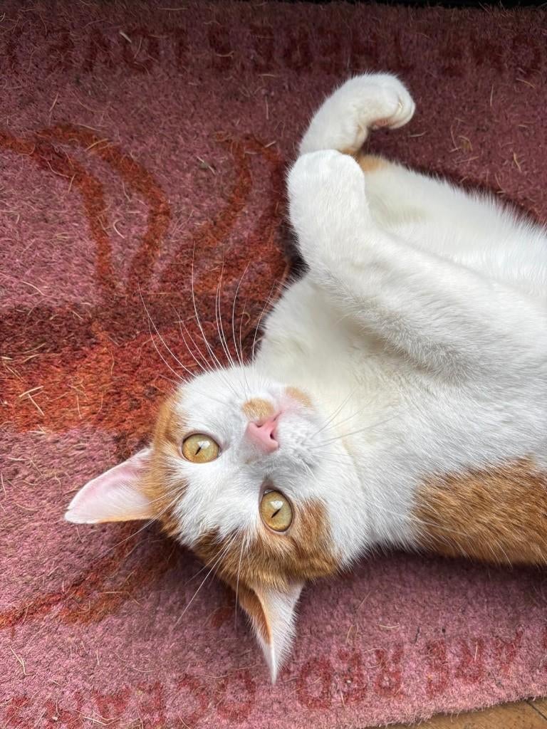 Kat zoekt nieuw huisje!, Ophalen of Verzenden, Nieuw