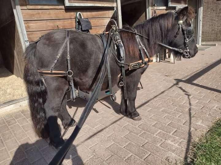 Shetlander mentuig, Ophalen of Verzenden, Gebruikt, Overige soorten